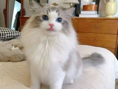 -猫十亿·布偶金渐层·曼基康矮脚猫舍(青年路店)