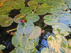 -国家植物园南园