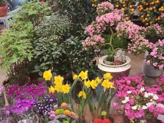 -双季花艺园艺市场(浦东店)