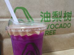 -油梨树AVOCADO TREE(顺义新国展店)