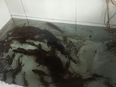 -金台阶鱼馆(于桥水库店)