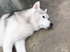 -TrueLove @ Neverland (Husky Cafe)
