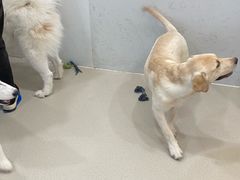 -共舞时光猫咖·狗咖(新街口店)