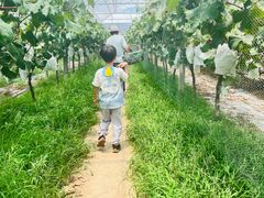 -马陆小张葡萄园农家乐