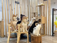 -柴迷FANS CLUB·柴犬狗咖·猫咖
