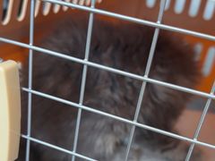 -艾贝尔宠物医院·24H转诊中心·肿瘤猫专科(江宁双龙店)