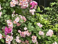 -常熟路(地铁站)