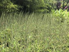 -望江楼公园