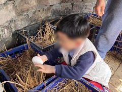 -樂桃源奉贤黄桃种植采摘基地