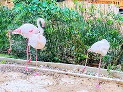 -清迈夜间动物园