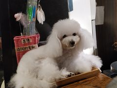 -more than meow吴止猫主题餐厅(承德 中船汇店)