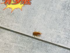 -集草轩·重庆麻辣烤鱼(西湖道店)