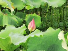 -荷塘月色湿地公园·向阳花洲