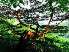 -五女峰国家森林公园