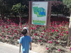 -大兴滨河森林公园