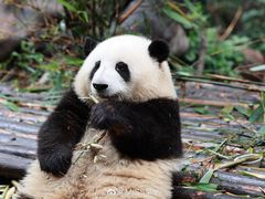 -成都大熊猫繁育研究基地