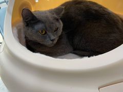 -萌兽医馆·宠物医院·猫骨科(创景店)