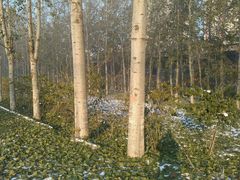 -比亚森自助烤肉料理(裕华店)