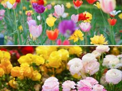 -郑州中国绿化博览园