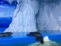 -多彩贵州城极地海洋世界