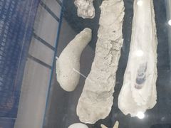-上海海洋大学鱼文化博物馆(军工路校区)