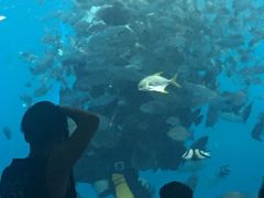 -瑞德姆美人鱼海底演艺主题餐厅(亚龙湾店)