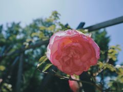 -田园东方蜜桃村的田野营地
