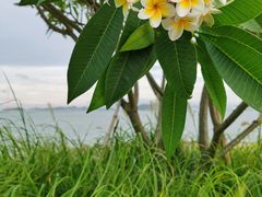 -海沧湾公园