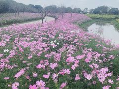 -花开海上生态园