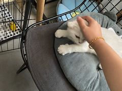 -创凡宠物医院·骨专科  猫科中心(西乡分院)