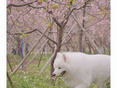 -天适樱花悠乐园