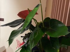 -荷风细雨·中国茶宴(碧云店)