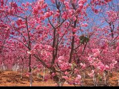 -宜良山后樱花谷