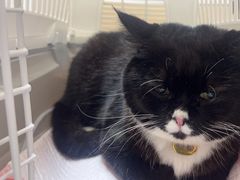 -瑞派康怡24h宠物医院·犬猫医疗中心·微创绝育(瑞景分院)