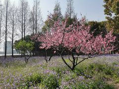 -上海山野camping·户外天幕烧烤·团建拓展营地