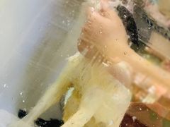-70cat德文卷毛猫·缅因猫纯种猫舍