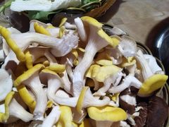 黄金菇-仙蘑洞
