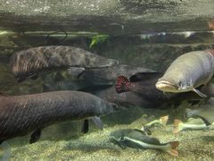 -太平洋海底世界