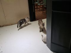 -猫色咖啡·猫咖