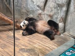 -深圳野生动物园