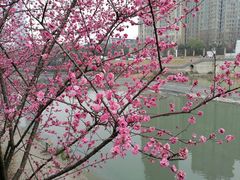 -望江楼公园