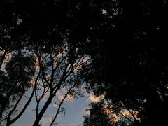 -深圳仙湖植物园