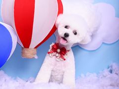 -读宠于你·约克夏比熊·睫角守宫·爬宠售卖(高新店)