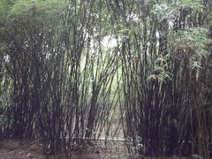 -成都大熊猫繁育研究基地