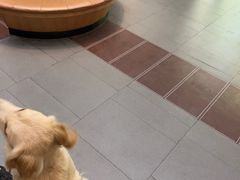 -联合动物医院(光谷诊疗中心)