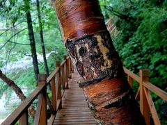 -青峰峡国家森林公园