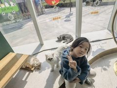 -飞行喵MR PILOT|猫舍·猫咖(静安大融城店)