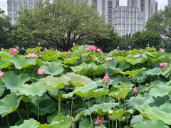 -光明港公园