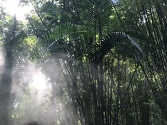 -呀诺达热带雨林
