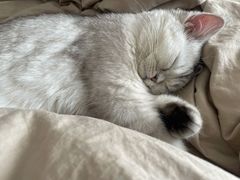 -猫大福·Fortune Cat猫舍(百子湾店)